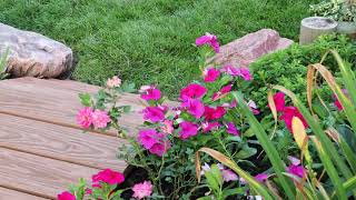 More Beautiful Flowers To Add To The Garden//Vinca, Cone Flowers, Begonias, Heuchera