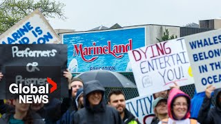 Beluga whale dies at MarineLand, becomes 15th whale to die in past 4 years