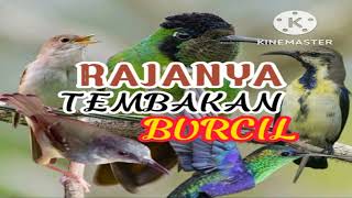 COMBO MASTERAN BURCIL [ BURUNG KECIL ] NONSTOP 1 JAM FULL 🔆