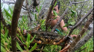 Catch Many Mud Crabs In Muddy Under Mangrove Trees At The Mud Shore | Hunting Sea Crab At The Swamp