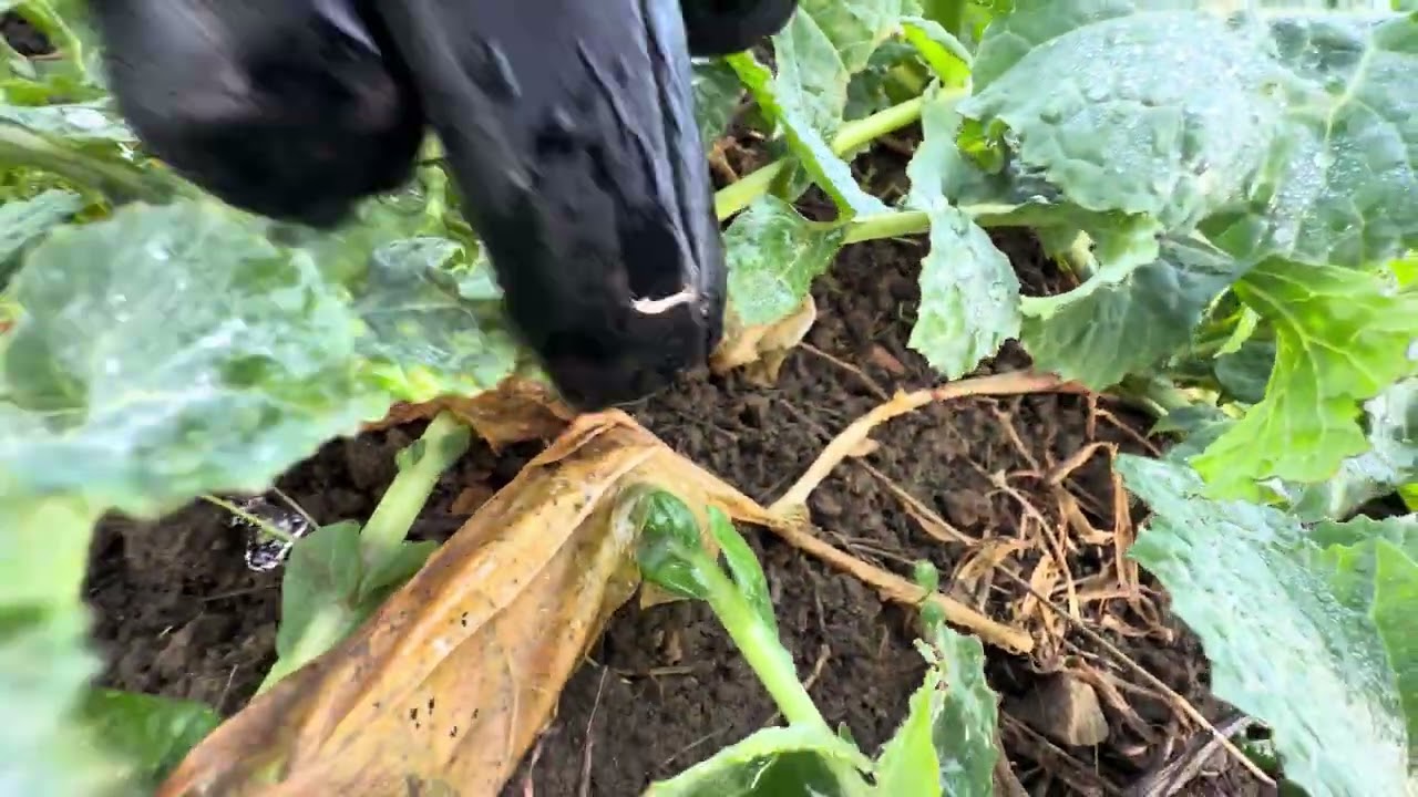 Winter crop field uk 