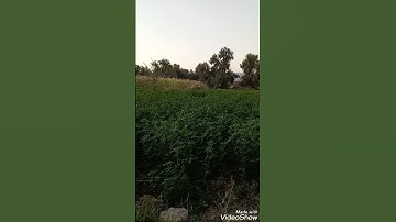 تلاوة عطرة وسط أجواء الطبيعة الخلابة