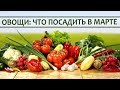 Какие овощи посадить на рассаду в марте