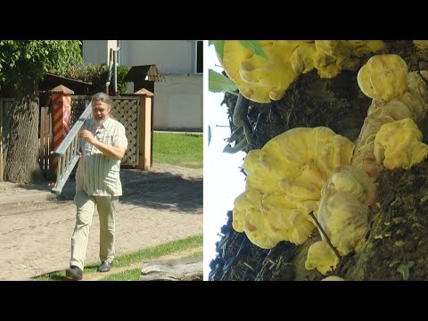Video: Kas Yra Medžio Grybas