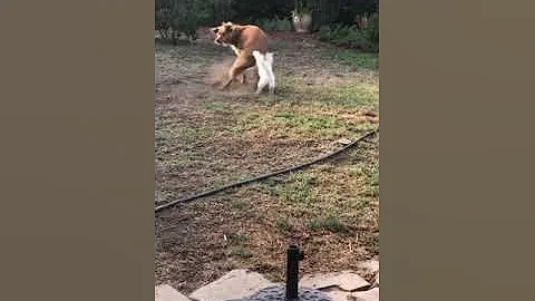 Rusty and Kaylee wild playtime