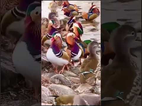 بط المندرين الملون  