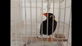 Beo seharga mobil yang lagi viral bisa ngomong