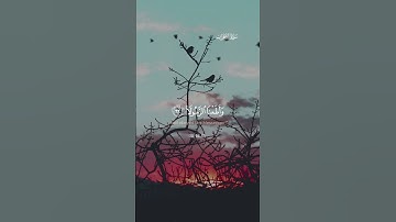 #یوم_تقلب_وجوههم_فی_النار#سورة_الأحزاب #احمد_العجمي #قرآن #اكسبلور #راحة_نفسية #الله #trending