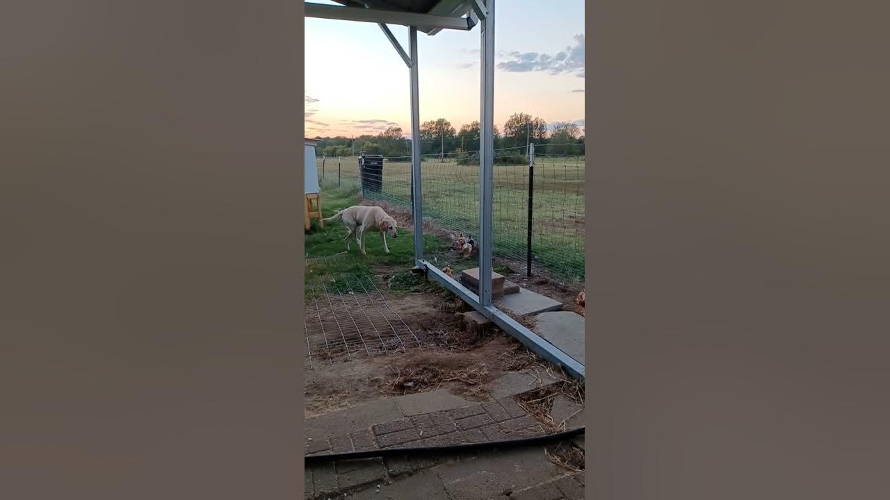 Dog sneaking up on chicks YouTube