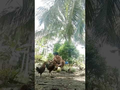 Buko Kayo Kayoo Guys