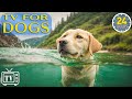 24 hours of soothe dogs anxiety dog tv  anti anxiety  boredom bustings with music for dogs