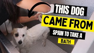 GROOMING A SPANISH DOG! | RURAL DOG GROOMING