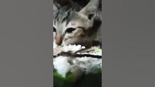 Terharu KUCING INI MENANGIS SAAT DI BERI MAKAN NASI IKAN