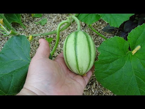 Video: Hoe Een Watermeloenvariëteit Te Identificeren?