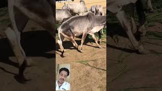 #HelpCows#AnimalLover#BejubanJanwar#SaveAnimals#RespectAnimals#CowCare#KattarHindu#Sanatani