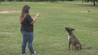 What to do if an aggressive dog approaches you | KVUE