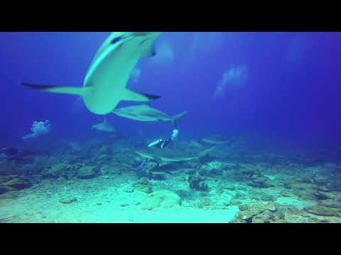 Roatan Shark Dive Shark Feeding May2015