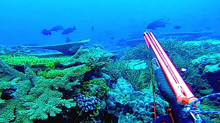 Spearfishing UNTOUCHED Reefs.