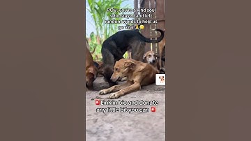 please consider donating to our PayPal link in bio for support #savesoul