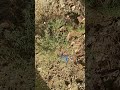 Damasa Jadi Buti Damasa Jadi Buti