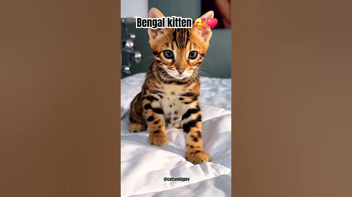 Watch the video about Bengal #cat is so #cute 😍 #kitten #catlover #trending #shortvideo