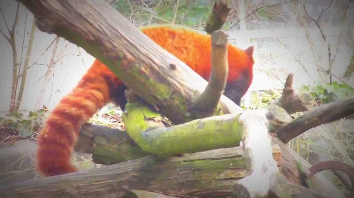 Video 1028251: chinese leopard, lion, cat fish