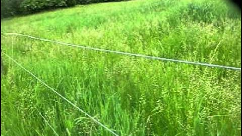 Eastern Bluebird Nest and Tree Swallow Nest