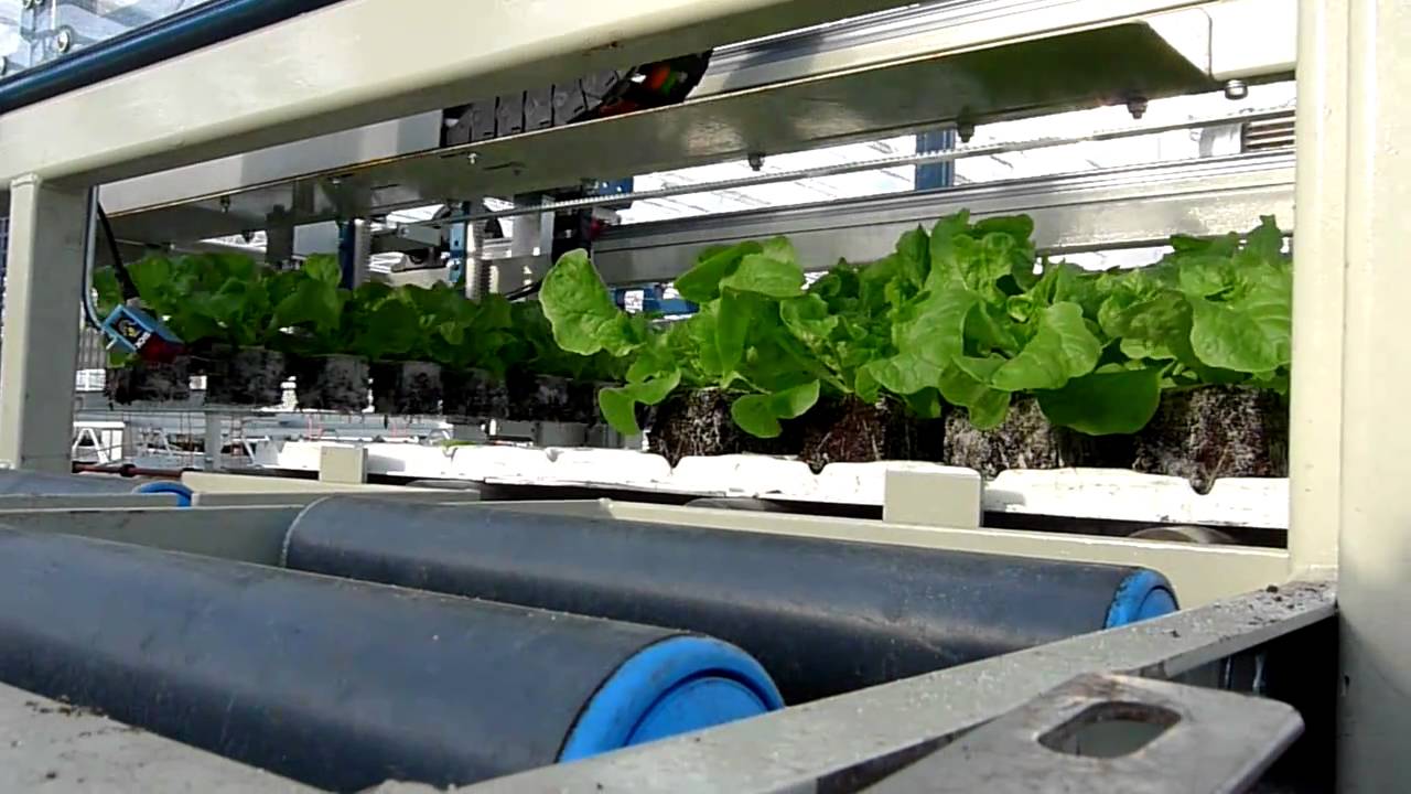 Planting lettuce by a plant robot part 1 YouTube