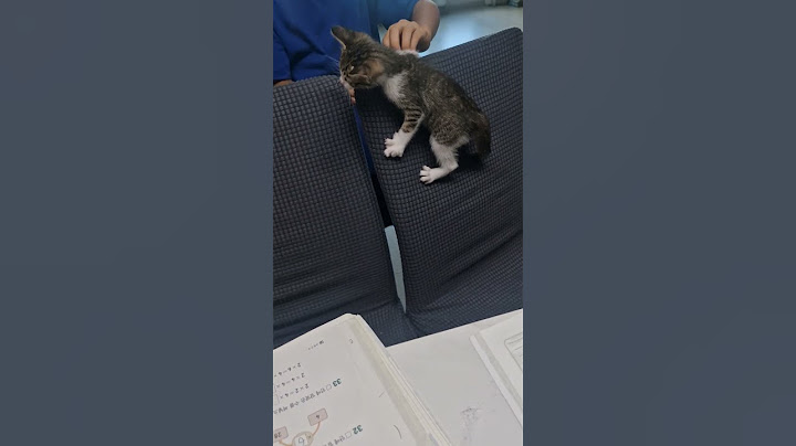 아이들과 노는게 젤 좋은 냥이 #고양이 #힐링 #cat#healing