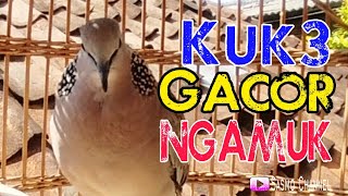 Suara burung derkuku kuk 3 ful gacor - suara gacor ngamuk