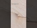 毛穴綱引き #毛抜き
