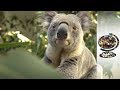 The Fight to Save the Koala From Extinction