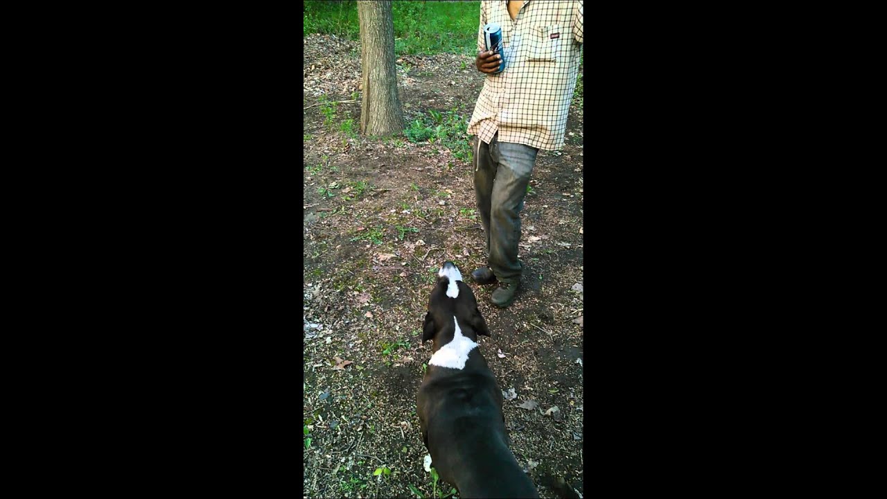 Gimme that Bud light dog want bud light