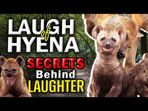 Why Hyenas Laughing is More Important than You Think! (Why Do Hyenas