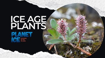 Plant adaptations to cold: from the ice age to the Arctic tundra