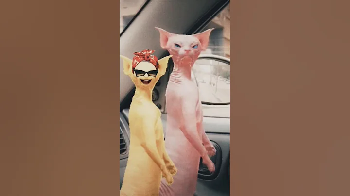 Video 8049031: sphynx cats catlovers, sphynx funny catlover cute, cat sphynx happy funny, sphynx cat enjoying