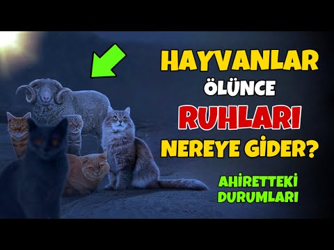 Ölen Hayvanların Ahiretteki Durumları! Ruhları Nereye Gider?