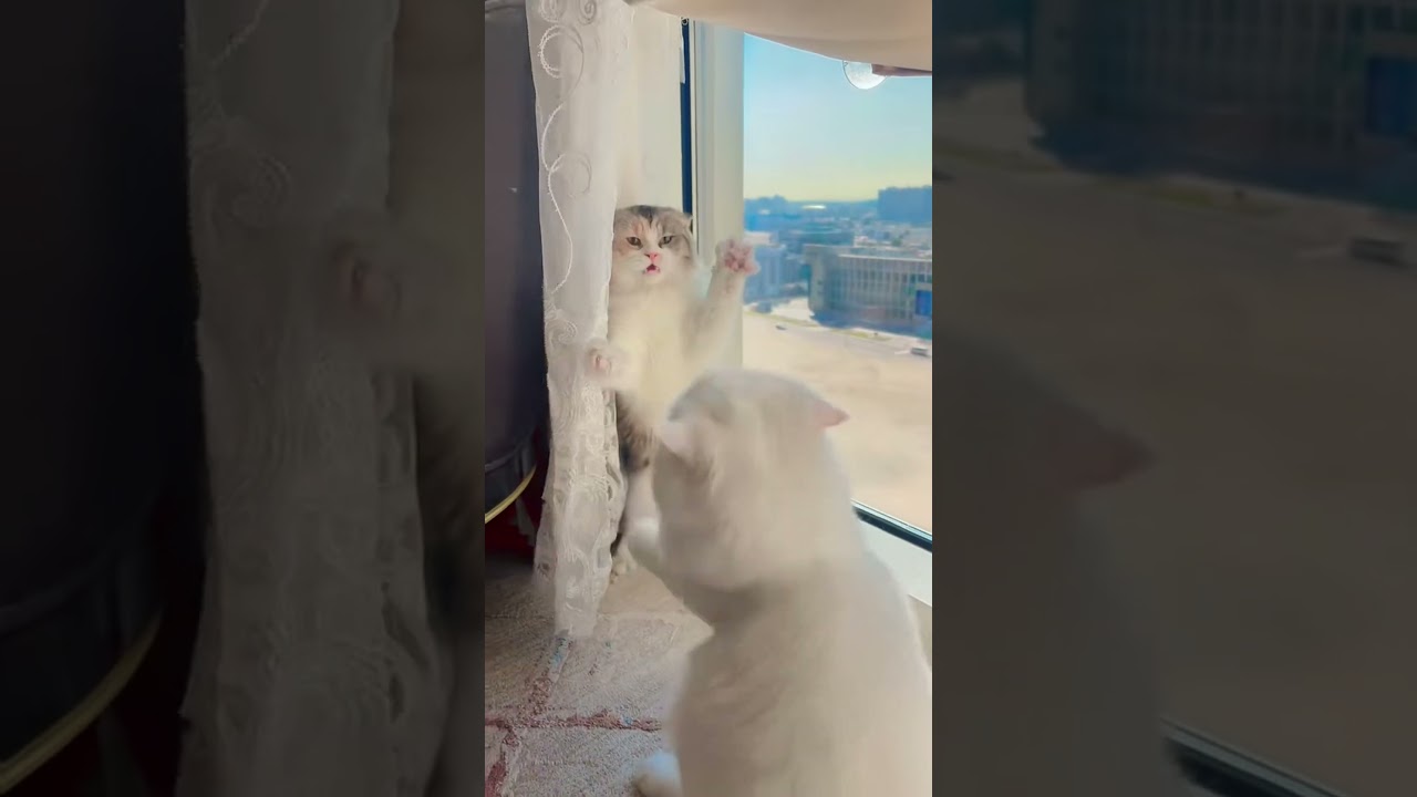 #cat #cutecat #funnycats #kitten #funny #sweetheartbabies #gucciandangel