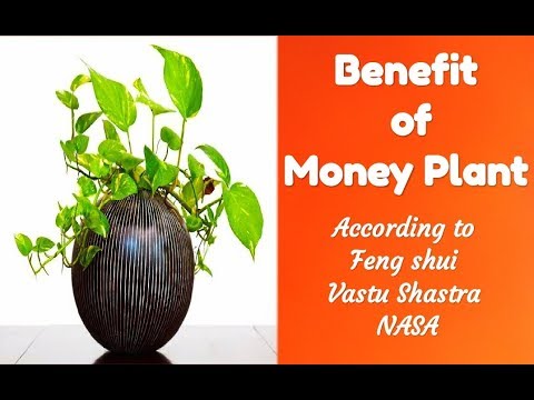 Benefits Of Money Plant According To Vastu, Feng Shui, NASA.