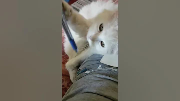 Video 4063161: white turkish angora, turkish angora playing, cute cat