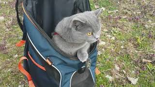 Blue british cat sas goes for a walk
