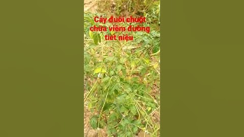 cây đuôi chuột chữa viêm đường tiết niệu, hở van tim