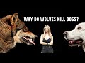 WHY DO WOLVES KILL DOGS? Wolf Vs Dog