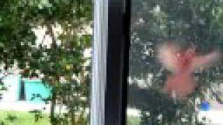 Crazy Cardinal Bird Hits Window 18x !!!!!!!