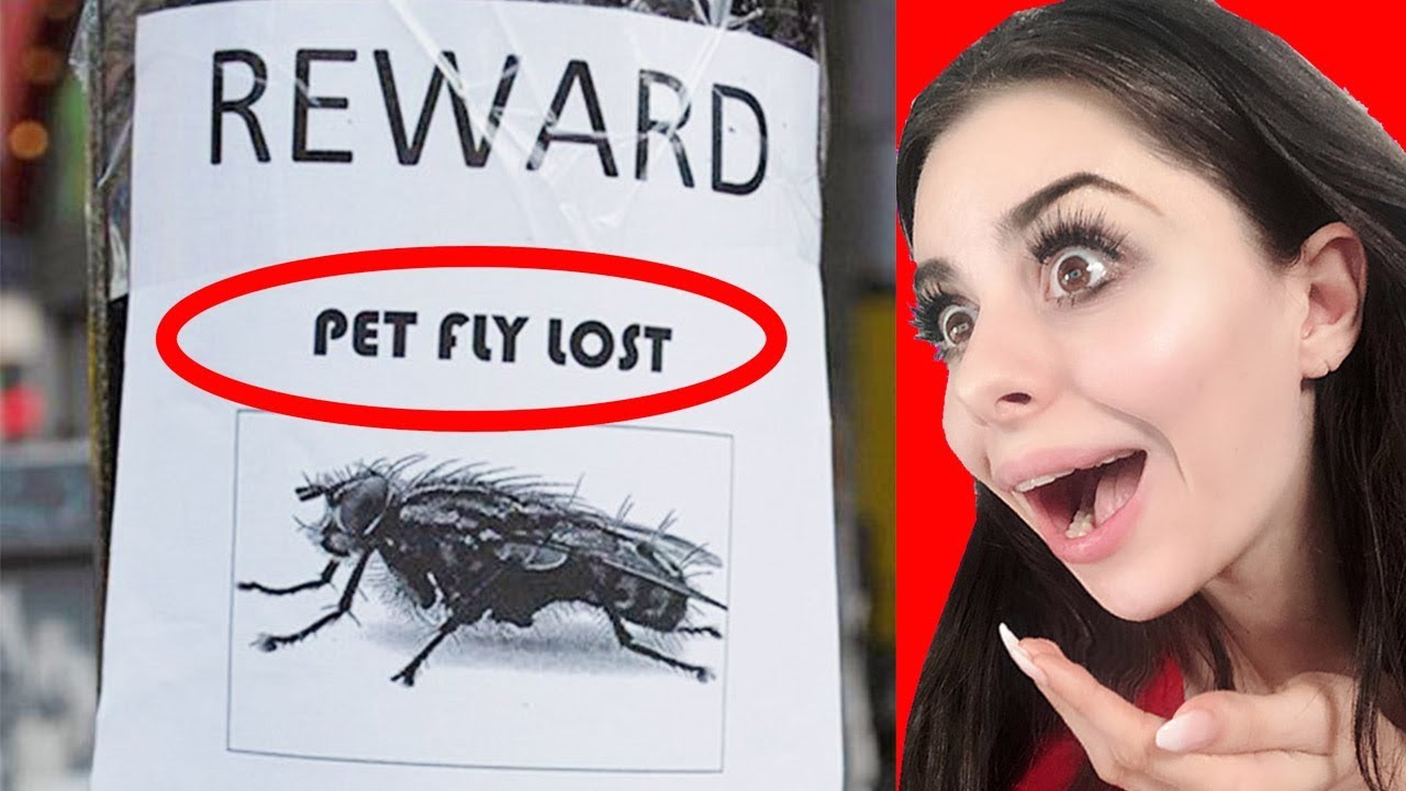 Hilarious MISSING PET Signs - YouTube