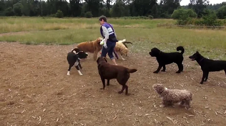 Claudia Ware Dog Walking Compilation