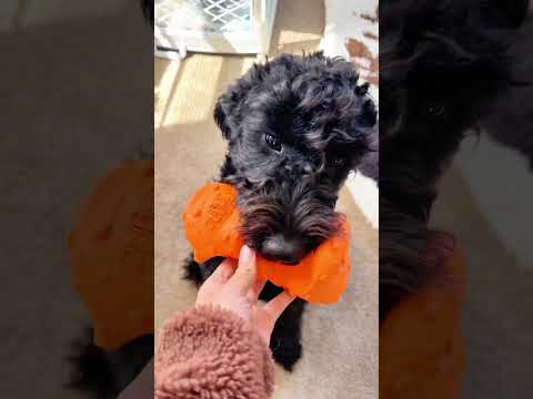 Video: 6 af de længstvarende tygge til hunde, der sandsynligvis kunne tygge gennem gips