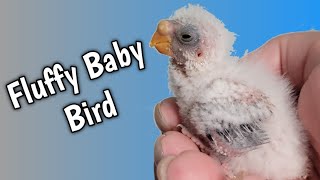 Unbelievable! Parakeet Successfully Raises Babies Of Another Species