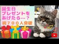 【祝７００人突破】甘えん坊猫に誕生日プレゼントを渡した時の反応がかわいい！