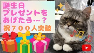 【祝７００人突破】甘えん坊猫に誕生日プレゼントを渡した時の反応がかわいい！